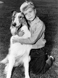 Lassie Lassie
