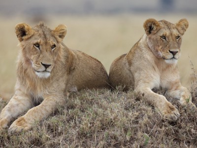 African Cats