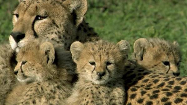 One Life BBC Earth Mario Biondi animali natura DVD Blu Ray