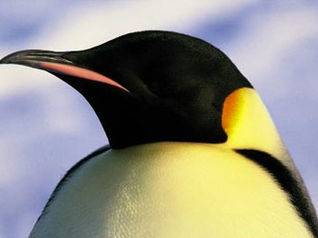 La marcia dei pinguini