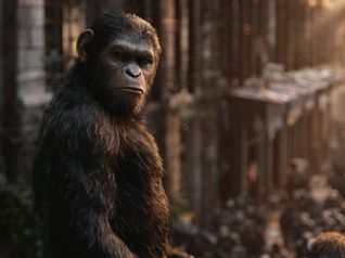 apes revolution