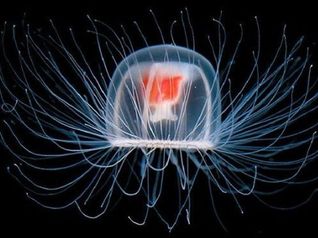Spira Mirabilis
