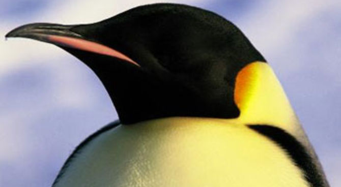 La marcia dei pinguini