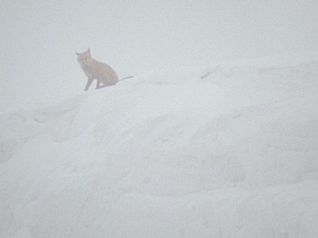 Nebel 
