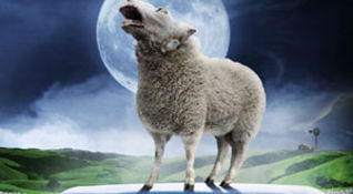BLACK SHEEP