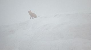 Nebel 