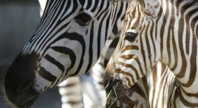 Diari dal bioparco