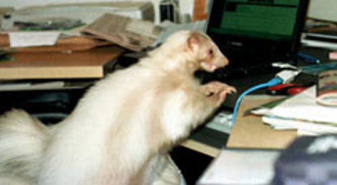 animali fuori di testa