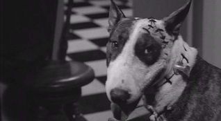 Frankenweenie
