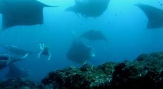 shark terapy