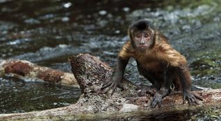 Amazonia