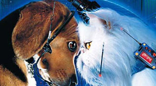 cats & dogs