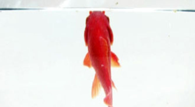 Boris