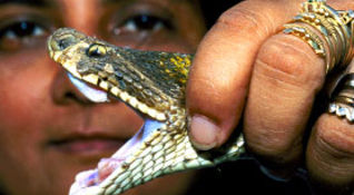 Tutti gli uomini del serpente