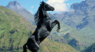 Young Black Stallion