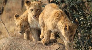 African Safari 3D