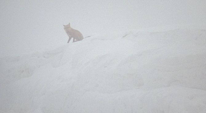 Nebel 