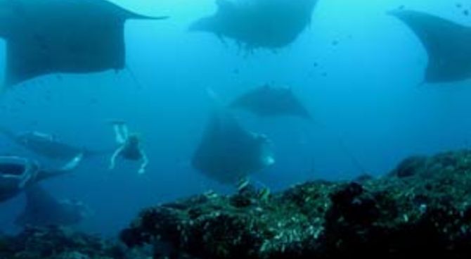 shark terapy